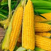 Majs 'Tasty Sweet F:1 hybrid'