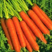 Sommarmorötter 'Yukon F:1 hybrid'