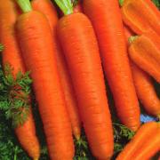 Sommarmorötter 'Napoli F:1 hybrid'