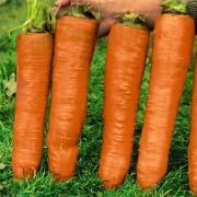 Vintermorötter 'Flakkeese'