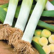 Purjolök 'Winterreuzen'