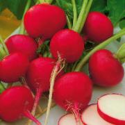 Rädisa 'Riesenbutter'