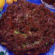 Krussallat 'Lollo Rossa'