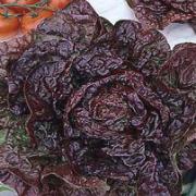 Ekbladssallat 'Red Salad Bowl'