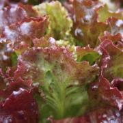 Krussallat 'Red Sails'