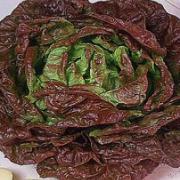 Huvudsallat 'De 4 årstiderna'