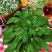 Vårklynne 'Grote Noordhollandse'