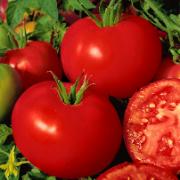 Tomat 'Shirley' F:1 hybrid