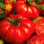 Bifftomat 'Beefmaster' F:1 hybrid