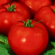 Bifftomat 'Badro' F1 hybrid