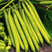 Salladsböna 'Montano'