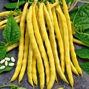 Vaxböna 'Neckargold'