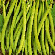 Salladsböna 'Larma'
