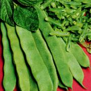 Skärböna 'Admires'