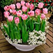 Tulpaner 'Angelique'