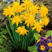 Mini-Narcisser 'Rip Van Winkle'