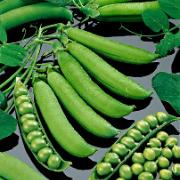 Ärtor 'Kelvedon Wonder'