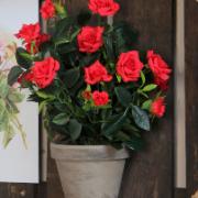 Röd rosenbuske i kruka Stan - Konstväxt
