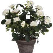 Vit rosenbuske i kruka Stan - Konstväxt