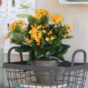 Gulorange kalanchoe - Konstväxt