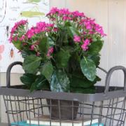 Lila kalanchoe - Konstväxt