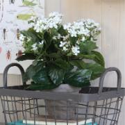 Vit kalanchoe - Konstväxt