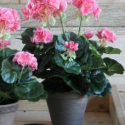 Geranium, laxfärgad-vit 42 cm - Konstväxt