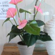 Anthurium rosa - Konstväxt