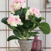 Hortensia ljusrosa, 40 cm - Konstväxt