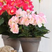 Begonia rosa - Konstväxt