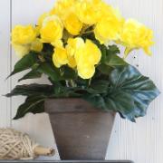 Begonia gul - Konstväxt