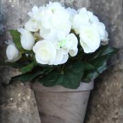 Begonia vit - Konstväxt