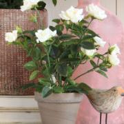 Mica® Vit krukros - Konstväxt