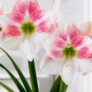Amaryllis "Rosy Star"