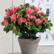 Azalea persika - Konstväxt 