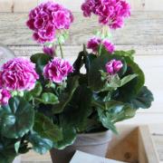 Geranium, lila 33 cm - Konstväxt