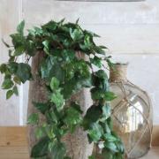 Silverranka hängande, 80 cm - Konstväxt