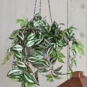 Tradescantia, 80 cm - Konstväxt