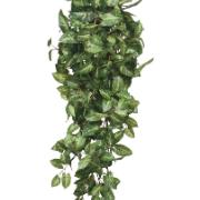 Fittonia hängande, 80 cm - Konstväxt