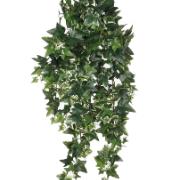 Murgröna, brokig 65 cm - Konstväxt