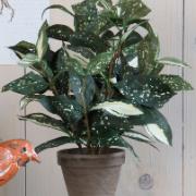 Cordyline grön, höjd 35 cm - Konstväxt