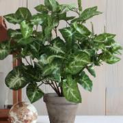 Fittonia grön, höjd 35 cm - Konstväxt