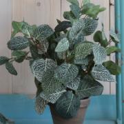 Pilea grön, höjd 35 cm - Konstväxt