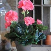 Geranium, laxfärgad 34 cm - Konstväxt