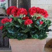 Geranium, röd 40 cm - Konstväxt
