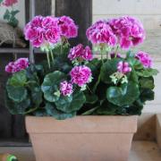 Geranium, lila 40 cm - Konstväxt