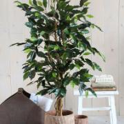 Benjaminfikus, grön 110 cm - Konstväxt