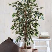 Fikus Hawaii brokig, höjd 110 cm - Konstväxt