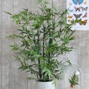Bambu 100 cm - Konstväxt