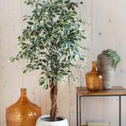 Benjaminfikus, brokig 110 cm - Konstväxt